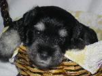 Blaze female 3 weeks old